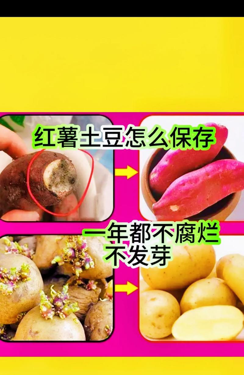 如何妥善保存芋头，让它保持最佳的口感和营养（芋头保存的小技巧，让你一年四季都能享受到美味）