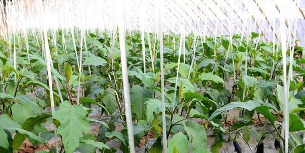 菜花的根茎是否可食用？（探究菜花根茎的食用价值及注意事项）