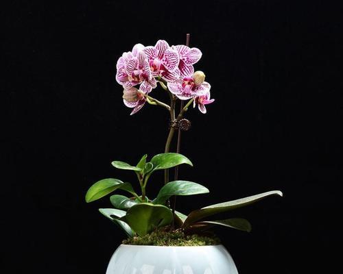 如何选择合适的花盆让蝴蝶兰更美丽（蝴蝶兰花盆选择指南，让你的蝴蝶兰生命力更强）