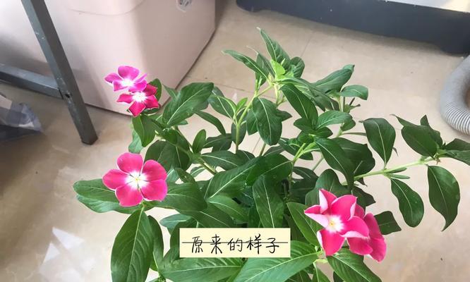 长春花扦插繁殖方法与注意事项（轻松掌握，快速繁殖，成就花园梦想）