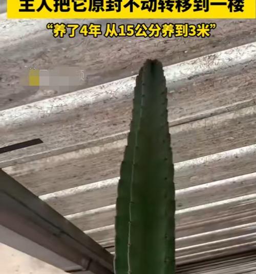 仙人掌生长过高怎么处理？（如何修剪和防止仙人掌生长过高？）