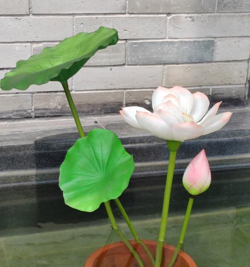 病房中放什么植物最好？（探讨适合病房的植物种类及其益处）