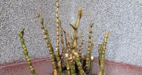 佛肚竹的种植与养护（学会种植，轻松养活佛肚竹）