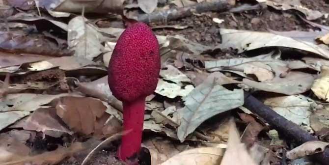 探秘仙草（一个神奇的植物）