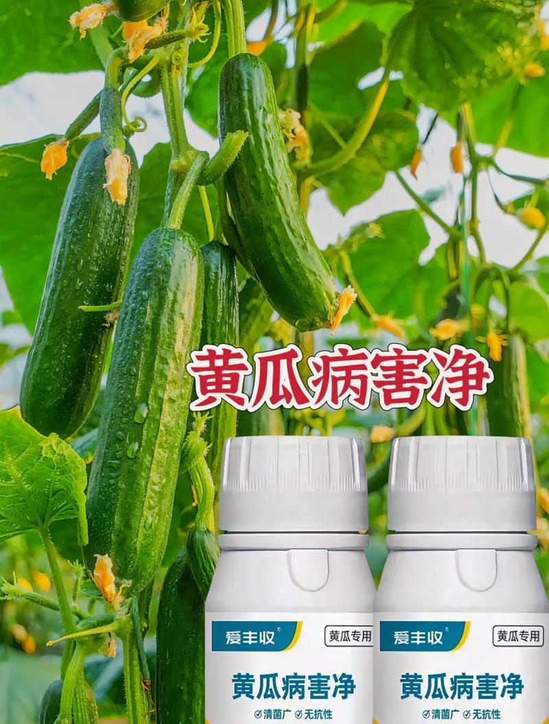 黄瓜苗移栽时间最佳期？（从春季到夏季，掌握黄瓜苗移栽的最佳时机）