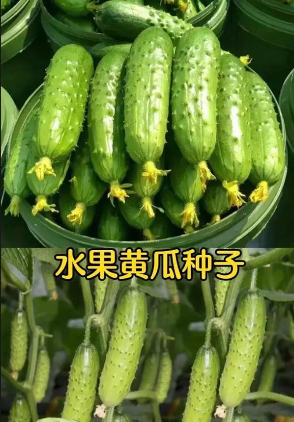 黄瓜的种植时间详解（选择合适月份，让黄瓜生长更旺盛）