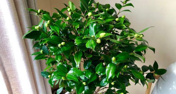 探秘米兰的花季（了解米兰花期时间与开花品种，尽享城市春日之美）