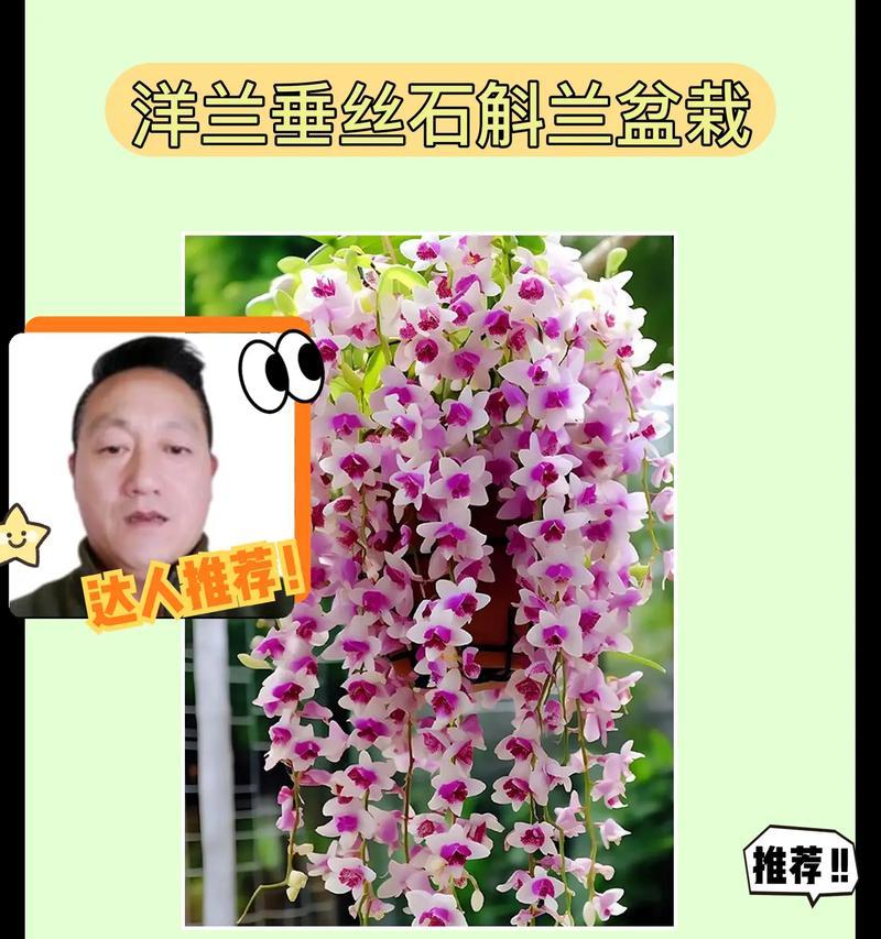 洋兰的生长和花期（洋兰的生命和开花周期）