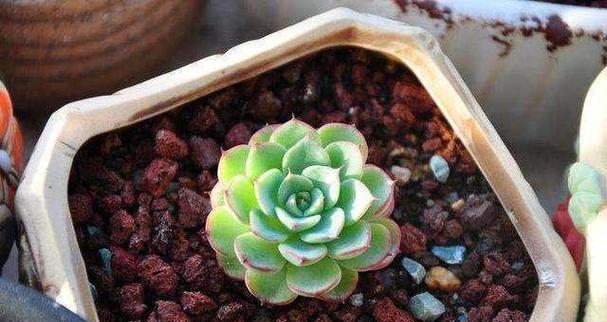 多肉植物能否浇牛奶？（探究多肉植物浇牛奶的利弊）