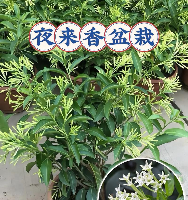 小心！夜来香有毒，如何正确养护？（了解夜来香的毒性，避免误食伤害人体）