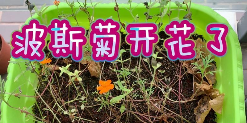 波斯菊开花后的养护方法（打理花园美丽波斯菊，让它绽放更美）