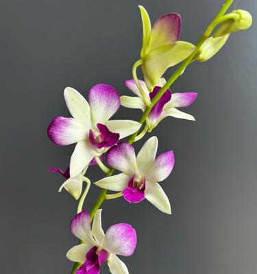 石斛开花的寓意和兆头（深入了解石斛花语，预测未来的好兆头）