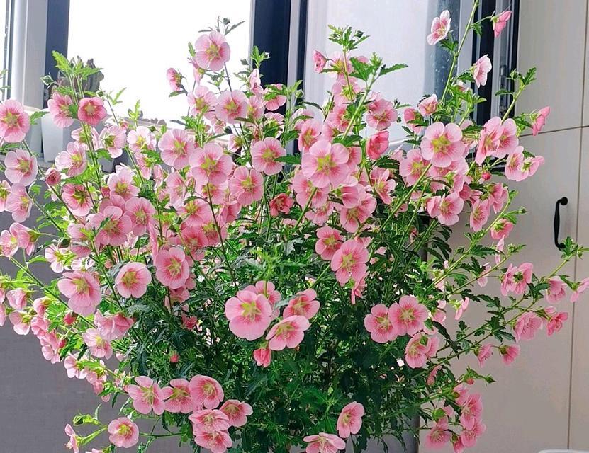 木槿花的养殖与养护（轻松养护，迎接缤纷花海）