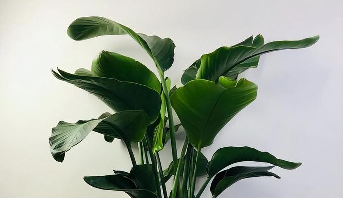 天堂鸟叶子为何发蔫？原因及补救方法（探究天堂鸟叶子枯萎的原因，分享有效的护理方法）