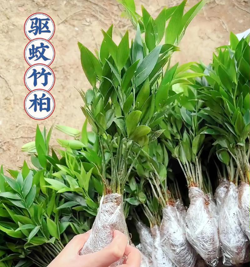 水培竹柏的养殖方法与注意事项（掌握这些关键知识，让你的竹柏茁壮成长）