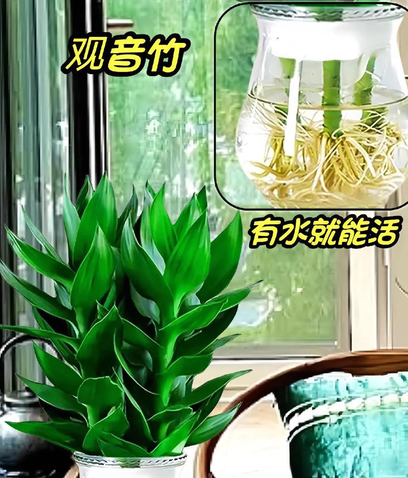 观音竹的栽培与养护（打造优美的竹林景观，选对土壤是关键）