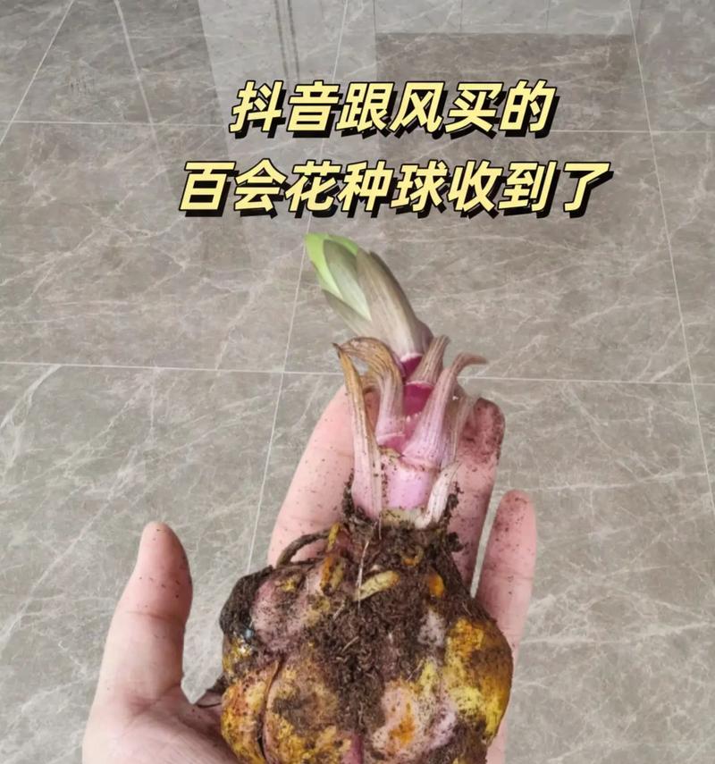 香水百合开花后的养护方法（如何保持香水百合的健康与美丽）