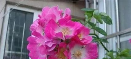 蔷薇花的养殖方法（从种植到修剪，让蔷薇花茁壮成长）