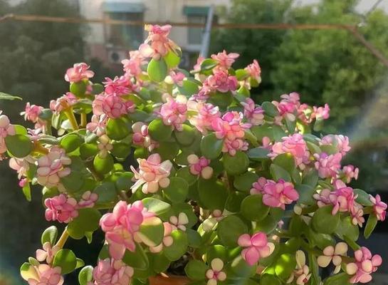 金枝玉叶的花期是什么时候？（探究金枝玉叶的生长特点和开花规律）
