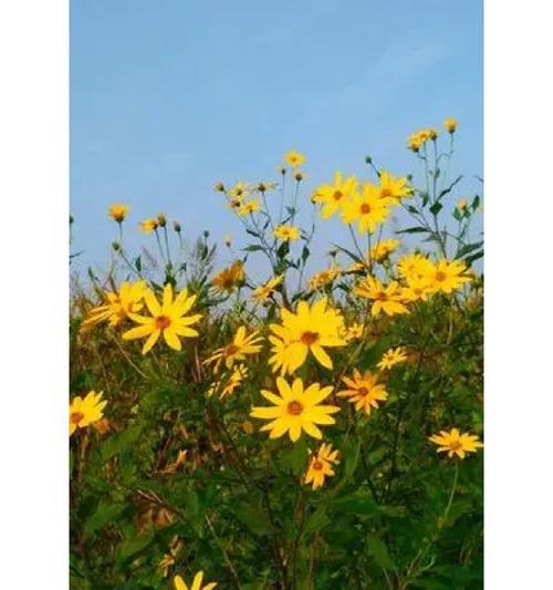 花是草本植物吗？（探讨花的分类和特点，解读草本植物的含义）