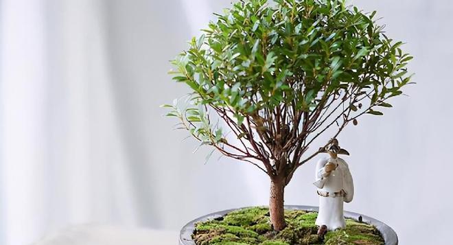 如何正确修剪赤楠？（赤楠修剪技巧，让你的植物更美丽健康）