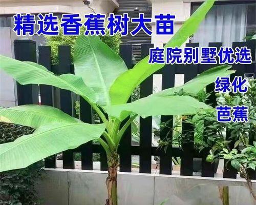盆栽芭蕉树的养护指南（从种植到养护，这里有你想要的一切）
