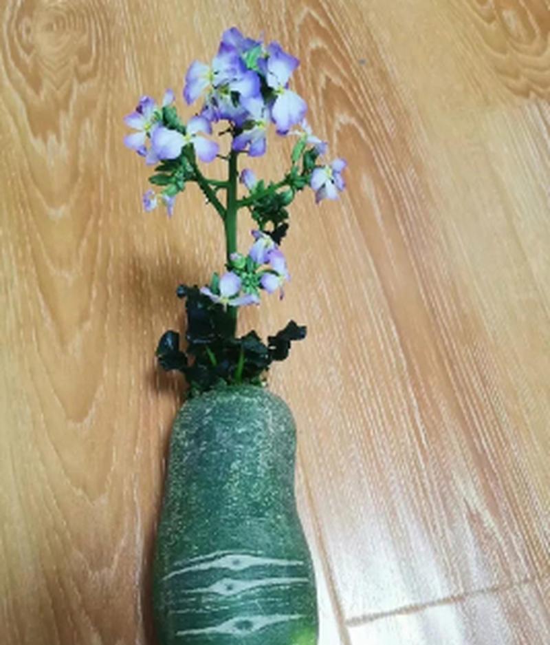 萝卜开花预示着什么意思？（探究萝卜开花的秘密及其象征意义）