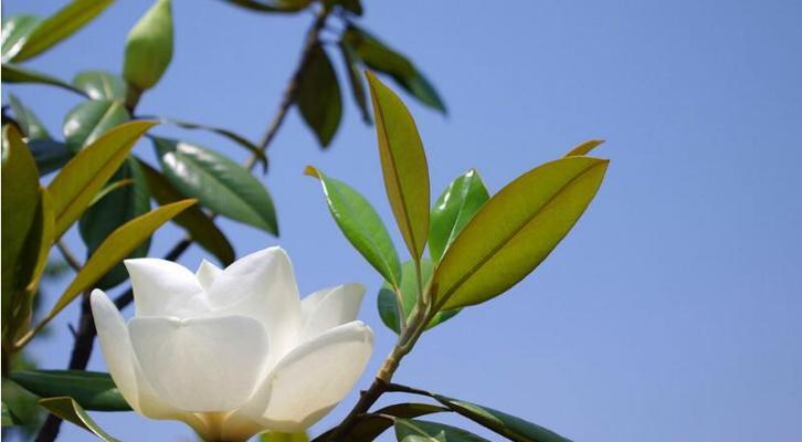 广玉兰的花开频率（探究广玉兰一年开几次花的因素及影响）