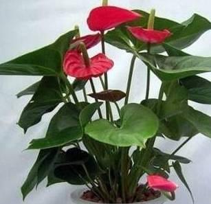 红掌是多年生还是一年生？（探究红掌的生命周期及生长特点）