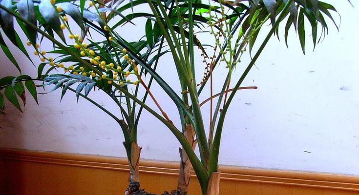怎样避免袖珍椰子叶子卷曲？（探索袖珍椰子叶子卷曲原因及有效处理方法）