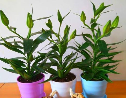 如何种植健康美丽的百合花（百合栽种方法及注意事项，让你成为花园里的“百合专家”）