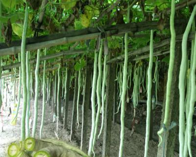 蛇瓜种子什么时候种植最佳？（种植季节、环境要求、技巧方法详解）