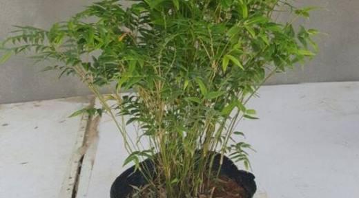 怎样控制凤尾竹的高度？（应对凤尾竹过高的挑战，从这几个方面入手）