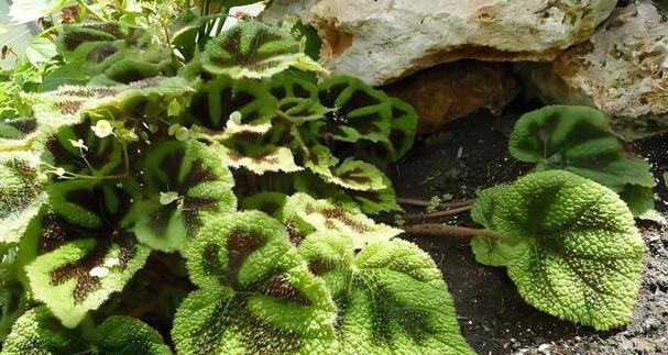 海棠不是木本植物（探究海棠的生长习性和分类学特征）