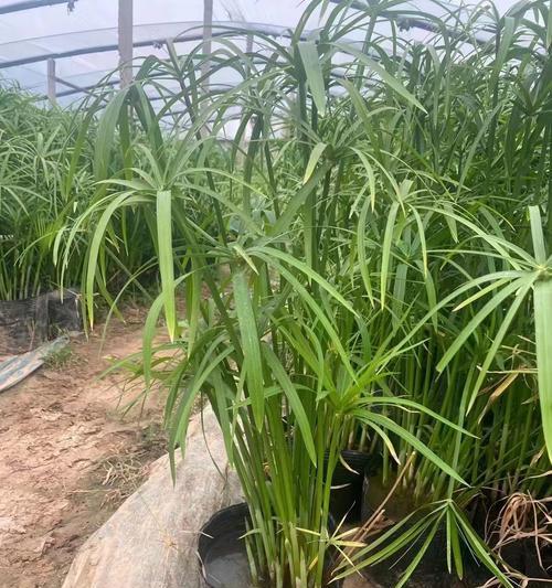 宝石花能否在寒冷冬季生存？（探讨宝石花的耐寒能力及保护方法）