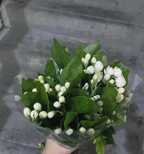 黄桷兰不开花的原因（探究黄桷兰开花的奥秘）