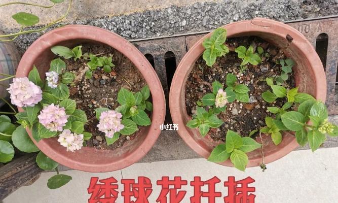 如何高效扦插绣球花（掌握技巧，成活率提升）