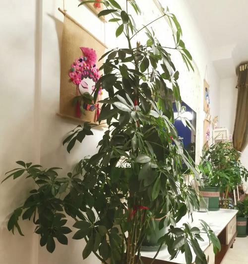 如何选择适合鸭掌木的盆？（探究鸭掌木的生态环境和盆栽需求，为您推荐最佳盆型）