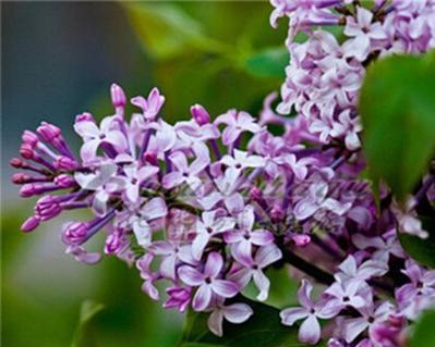 丁香花叶病防治技巧（病症表现与治疗方法）