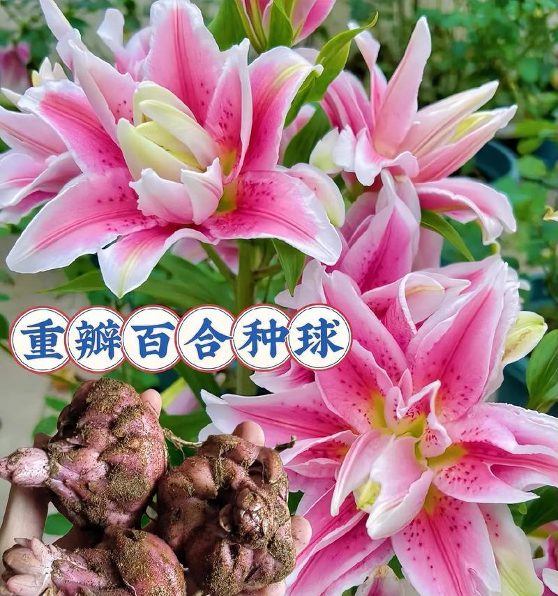 百合花之色彩的意义（从颜色解读百合花的丰富内涵）