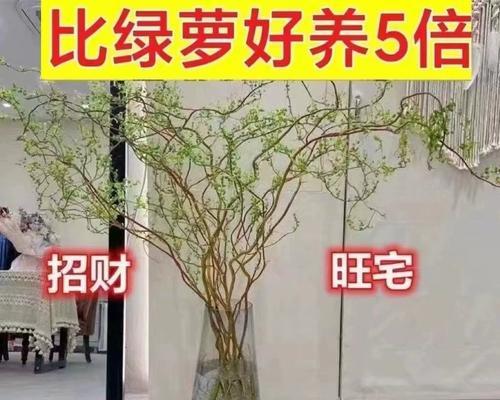 如何养护龙柳实现生长？（掌握这几个养护技巧，让你的龙柳生长更加健康）