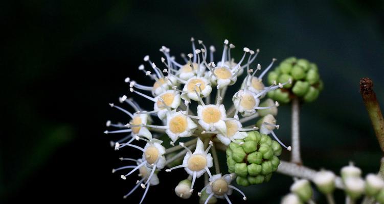 探秘八角金盘的姊妹花（一朵神秘而美丽的花——与八角金盘极其相似的花）