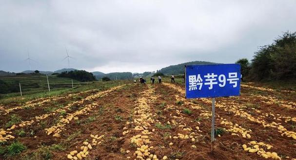 如何提高土豆亩产量（一亩土地能产多少斤土豆？）