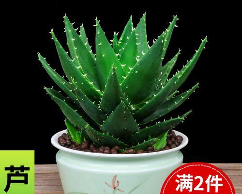探秘神奇芦荟——芦荟植物的全面介绍