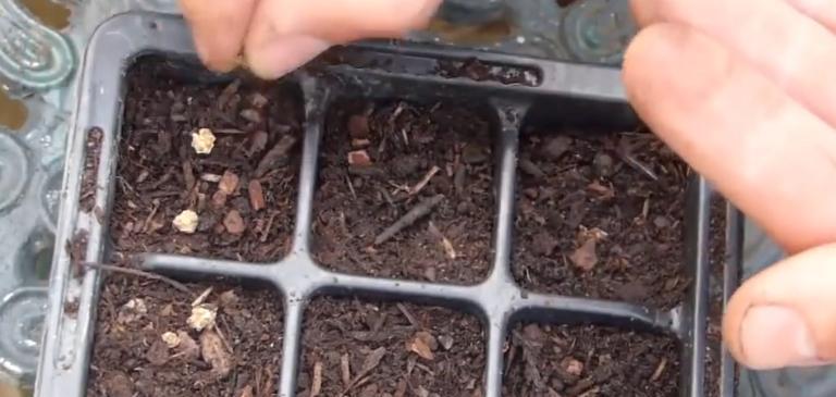 甜菜根收获成熟时间表——一年四季收获指南（了解甜菜根的生长周期及收获时间，助你合理种植、高产收获）