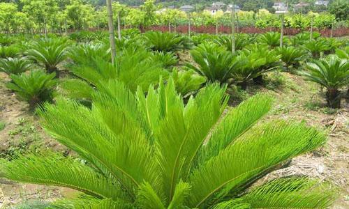 铁树究竟是蕨类植物吗？（科学家们的争论与解析）