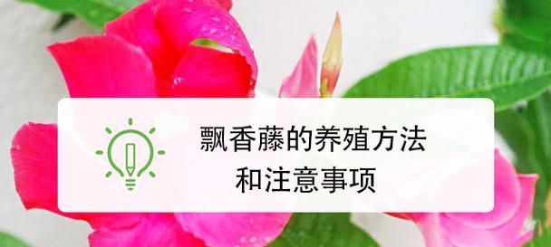 飘香藤的家庭养护方法（简单易行，打造清新花园）