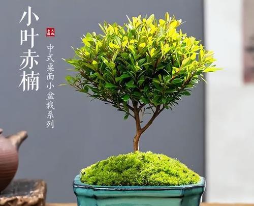 鼠李盆景的栽培技术（从选种到养护，全面解析鼠李盆景的养殖方法）