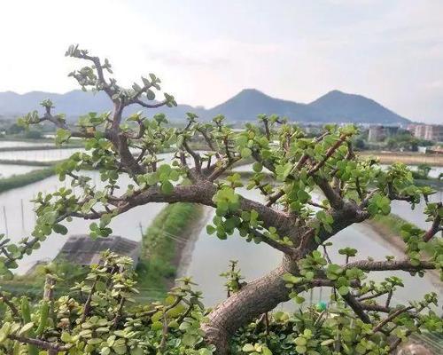 金枝玉叶浇水指南（多久浇一次最适合？如何掌握浇水技巧？）