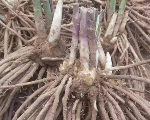 芦笋移栽时间和方法（掌握最佳移栽时间和正确方法，让芦笋得以良好生长）
